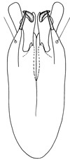 nebulaensis